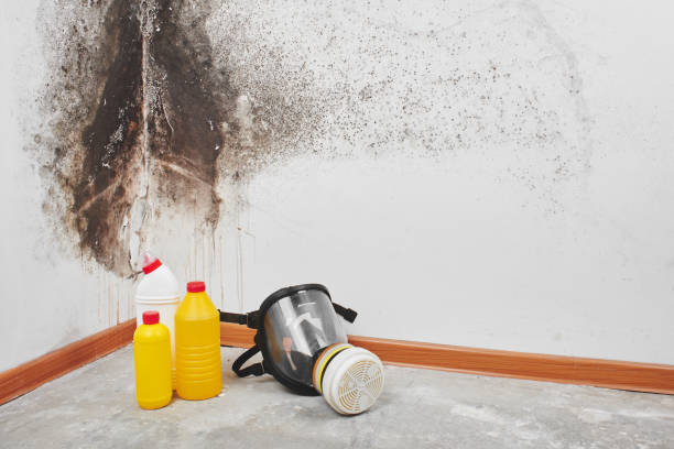 Best HVAC Mold Remediation in Little Silver, NJ