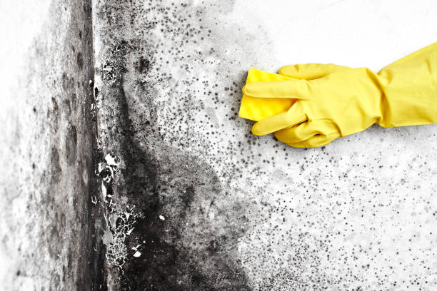 Best Attic Mold Remediation in Little Silver, NJ