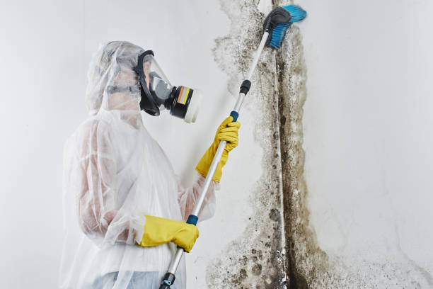 Best DIY Mold Remediation Support Services in Little Silver, NJ
