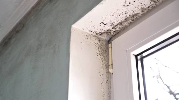 Best Residential Mold Remediation in Little Silver, NJ