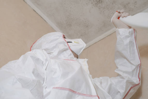 Best Post-Flood Mold Remediation in Little Silver, NJ